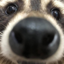 szopiskowysypisko avatar