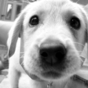 t-h-ewonderlaand avatar