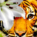 t1gerlilly avatar