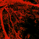 t4t-goth-cannibalism avatar