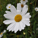 taacabandoojantar avatar