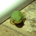 tackygoldring avatar