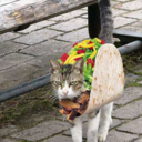 tacocat-gifs avatar