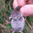 tacolewdmcgrande avatar