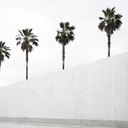 tacosparallevar avatar