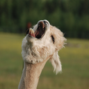 tacticalhedgehog avatar