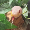 tacticalmoonbeam avatar