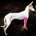 taiga-toundra avatar