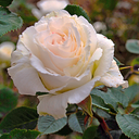 taijavigilia-batb avatar