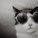 tailsonthemoon avatar