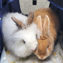 taintedteaandcoffee avatar