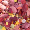 take-this-rose avatar