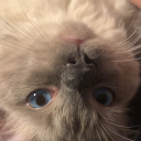 takenfromtheforest avatar