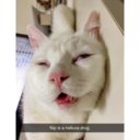 talentandtaste avatar