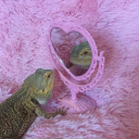 talesofthelizard avatar