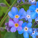 talking--trees avatar