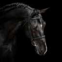 talking-about-horses avatar