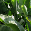 talking-plants avatar