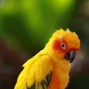 talkingparrotkee avatar