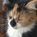 talkingsandvich avatar