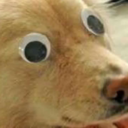 talkingshrimp avatar