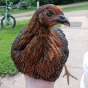 talkingtofastforyou avatar