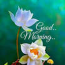 talkingtoomuch avatar