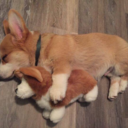 talkwittytome avatar