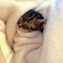 taller-than-levi avatar