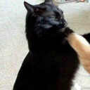 tallgieo-blog avatar