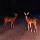 tallgrasstunnels avatar