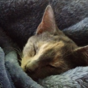 tallyhallfan98 avatar