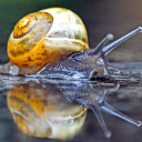 talmud-babely avatar