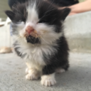 talon-of-the-squawk avatar