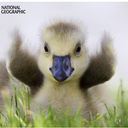 tangentlesoul avatar