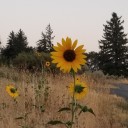 tangents-within-tangents avatar