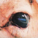 tangerinamofada avatar