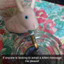 tangerine-hat avatar