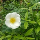 tangerine-star avatar