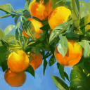 tangerinecitrus avatar