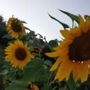 tangerinedama avatar