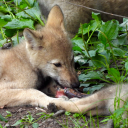 tangled-clouds avatar