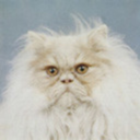 tangledtriangles avatar