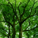 tanglewoodtree avatar