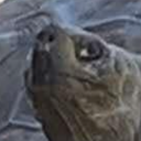 tangyeggmcmuffin avatar