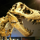 tangytiktaalik avatar