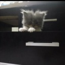 taniaprobably avatar