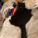 tanoraquisloviebracket avatar