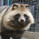 tanukipaws avatar