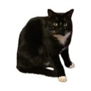 tanyafreemont avatar